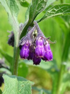 Lungwort little flowers nature
