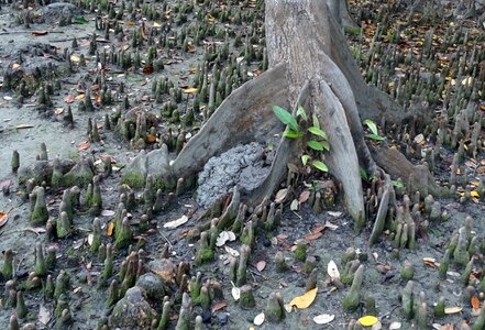 Mangrove species malvaceae photo