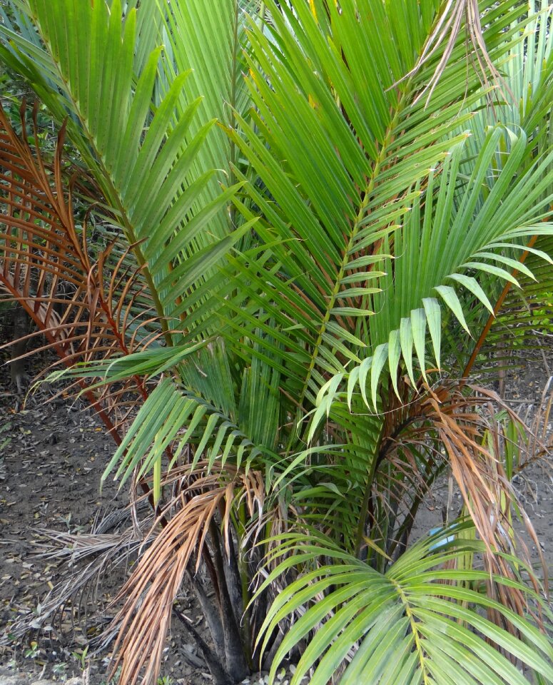 Sundarbans swamp mangroves