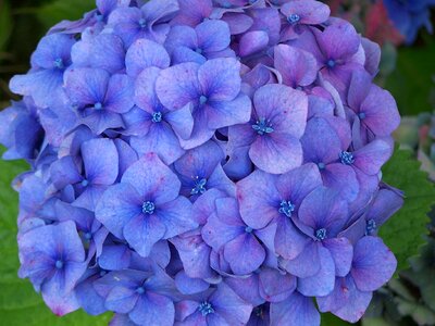 Brittany blue flowers flowering