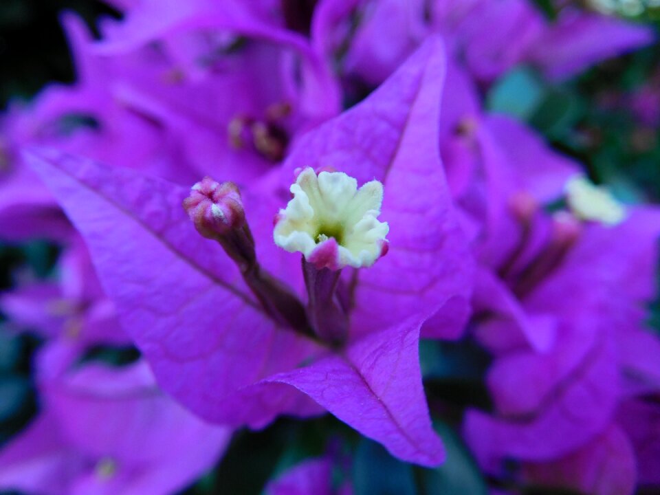 Flora bloom botanical