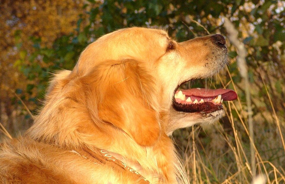 Golden retriever nature close up