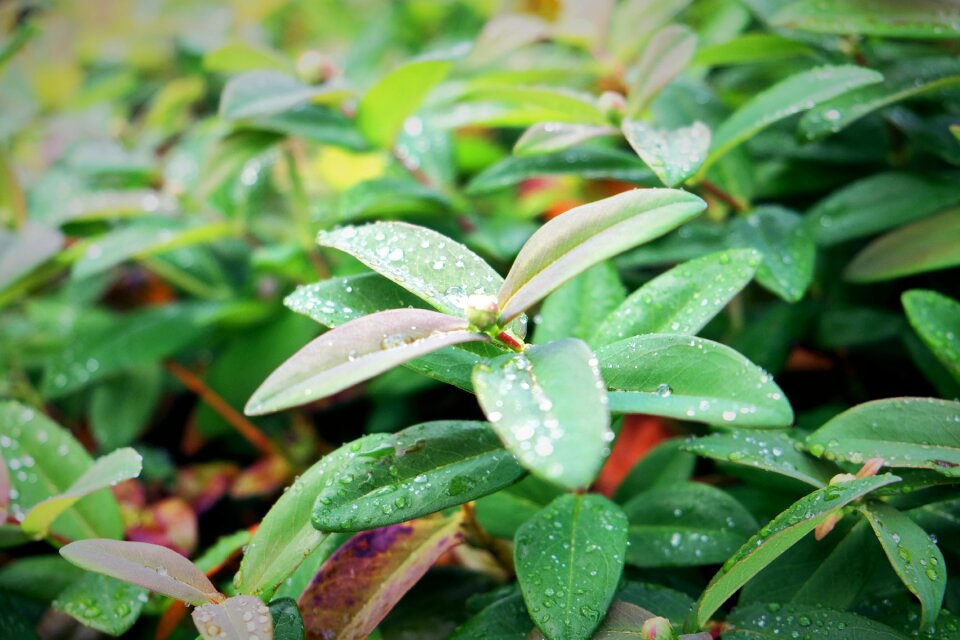 Leafs greenery park