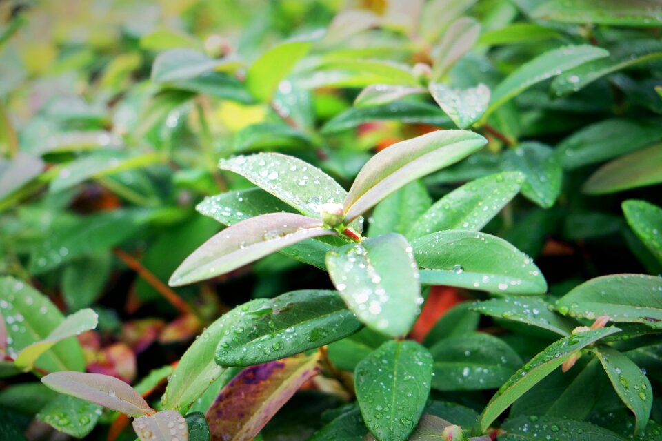 Leafs greenery park photo