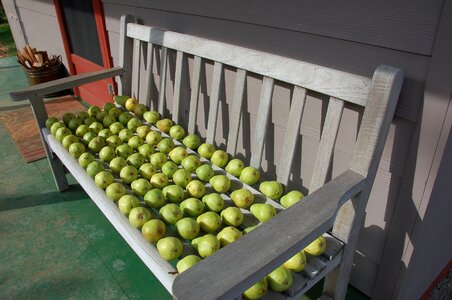 Green pears fall agriculture