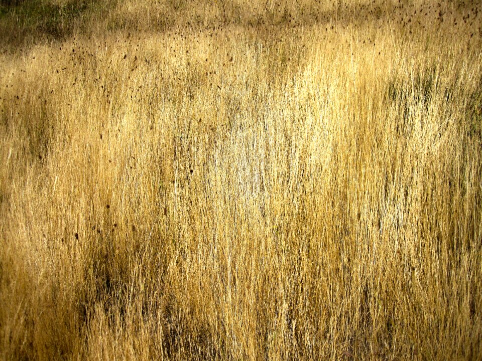Grassland texture patagonia