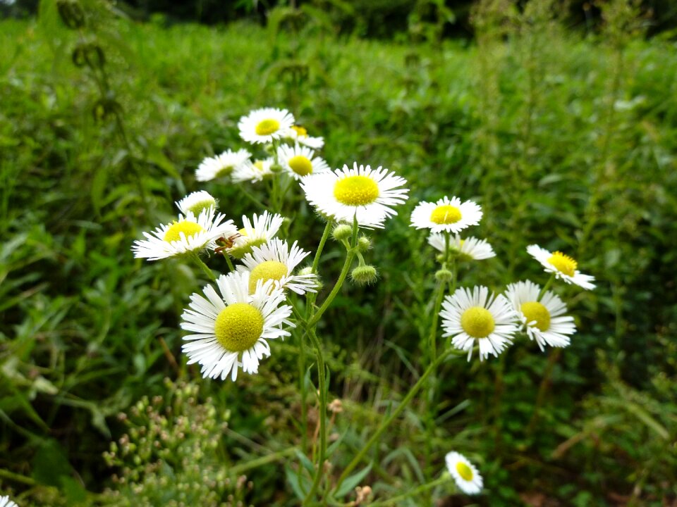 Herbs grassland plants white