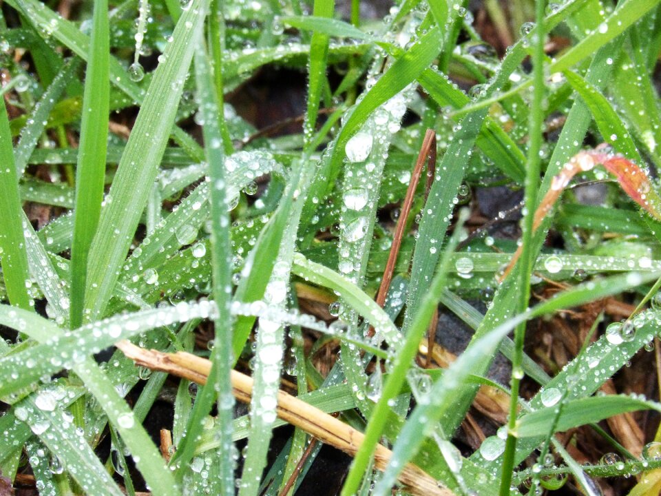 Grass drops wet