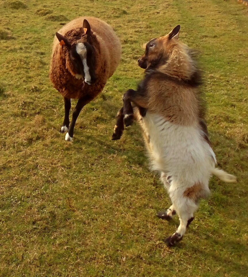 Goat prance rebellious