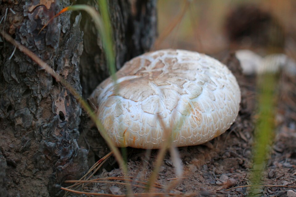 Fungus nature