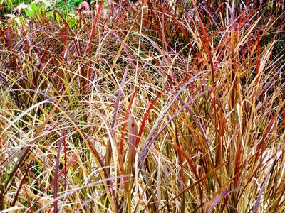 Hotel complex garden reed photo