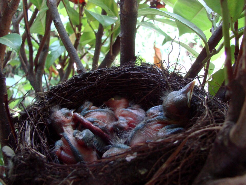 Blackbird bird bird's nest