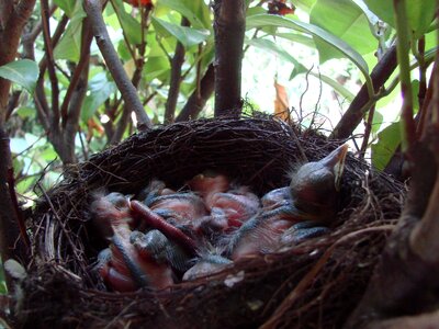 Blackbird bird bird's nest photo