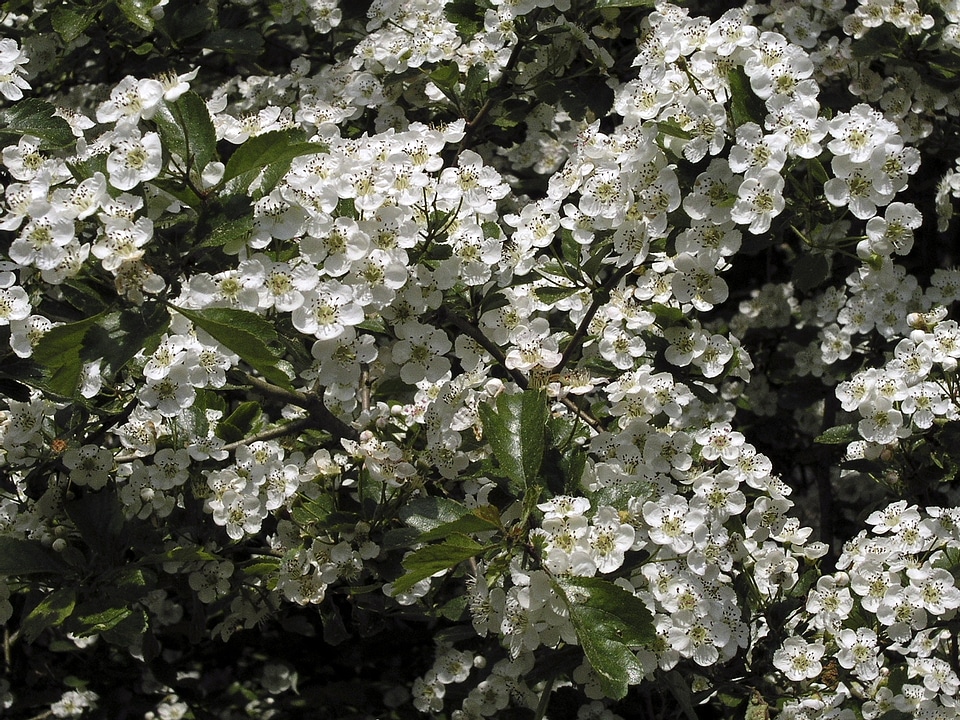 Flowers bush white