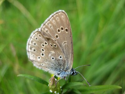 Butterfly endangered hunneröds bog