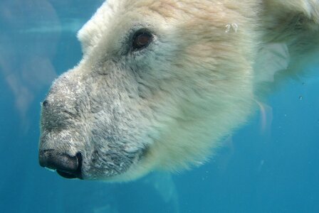 Bear animal zoo