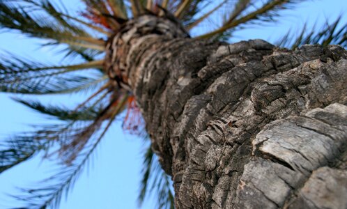 Tree background texture