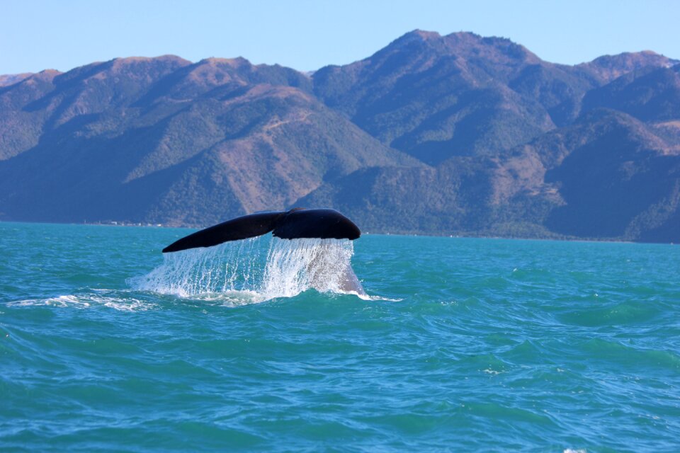 Kaikoura new zealand