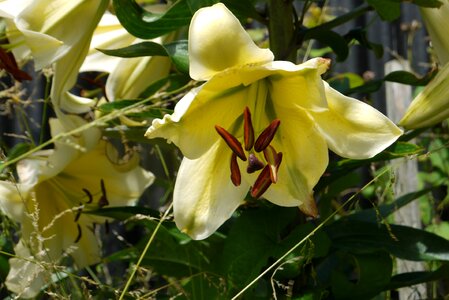 Plant flora elegance
