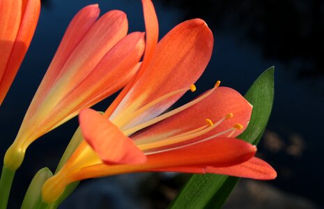 Amaryllis plant houseplant flowers photo
