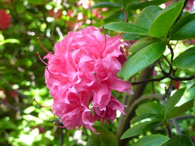 Pink bush garden photo