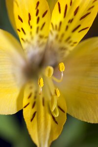 Plant flora spring flower photo