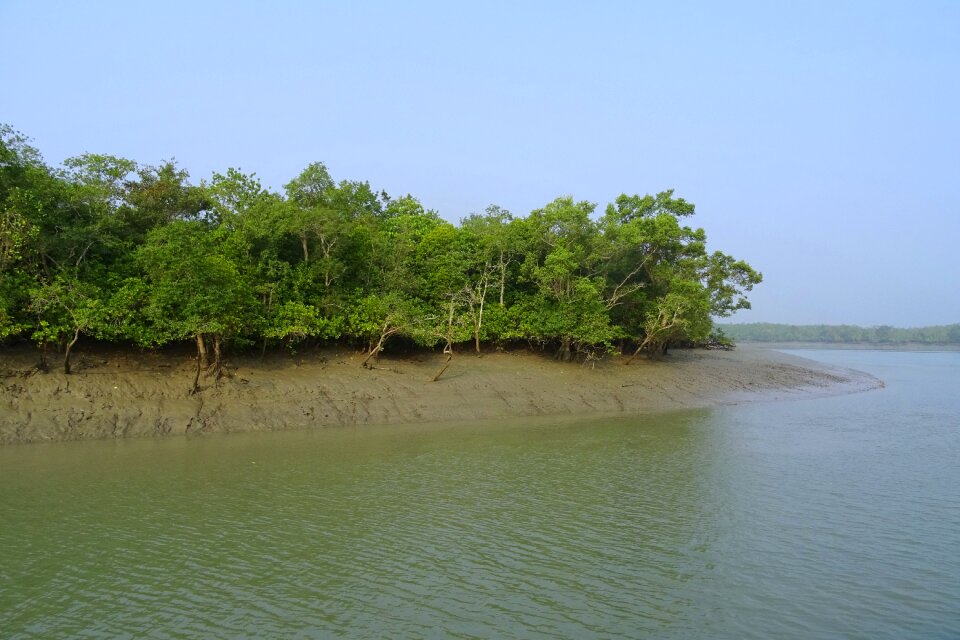 Forest river ramsar site