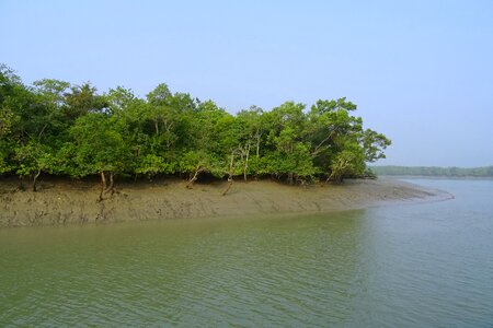 Forest river ramsar site