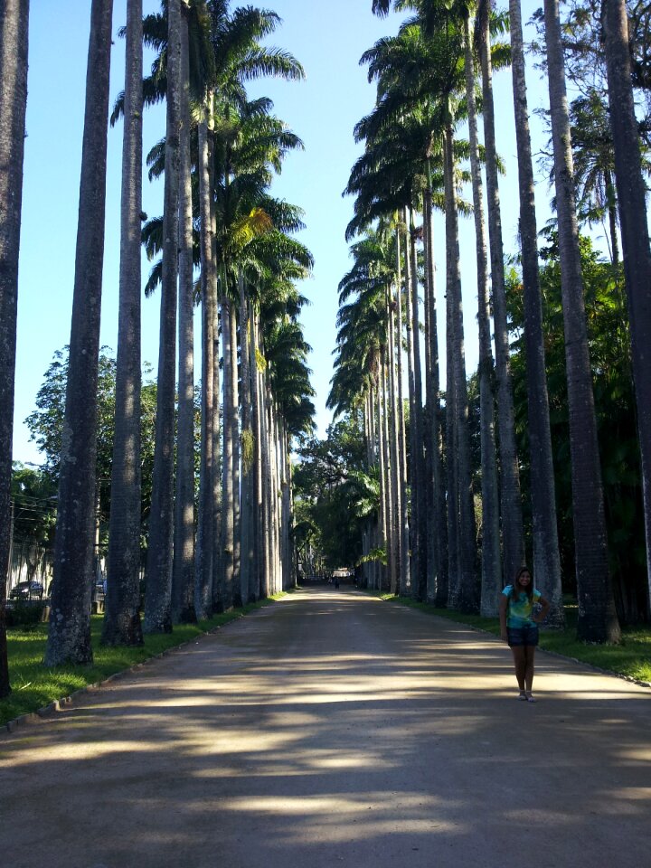 Royal palms parkway majestic huge