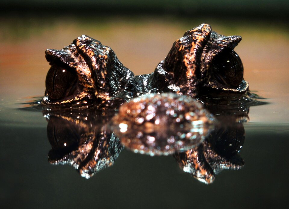 Reptile water animal world