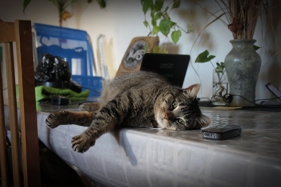 Rest feline animals photo