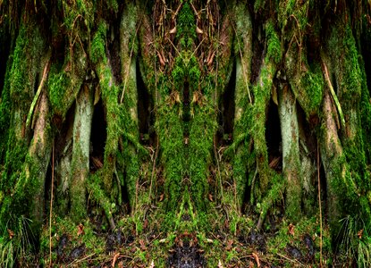 Nature log plant