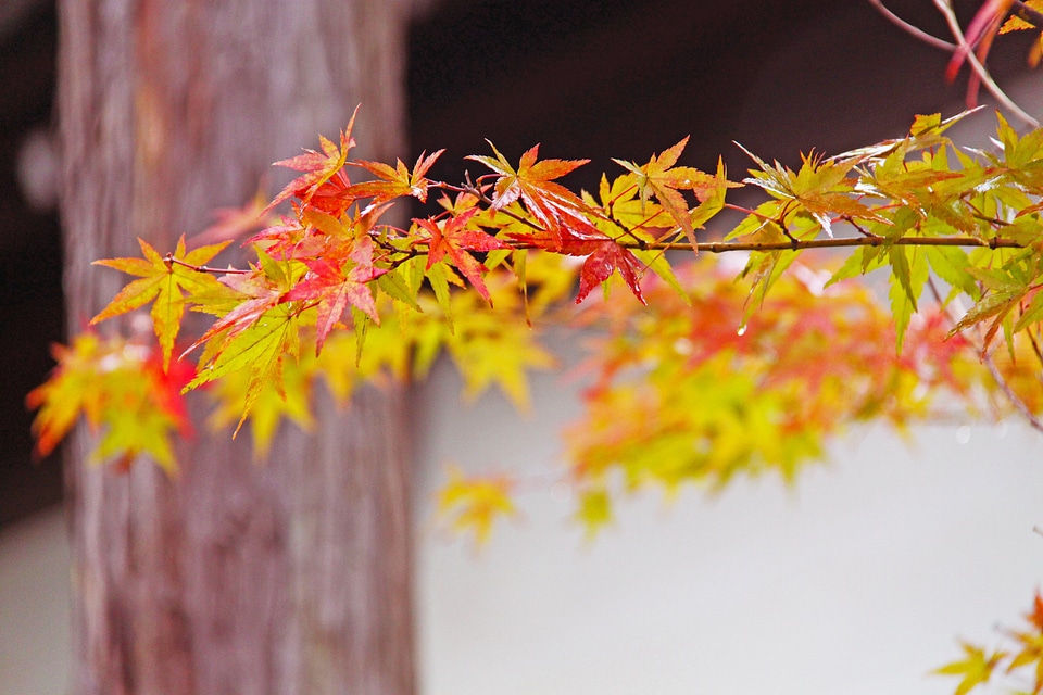 Beautiful red maple leaves