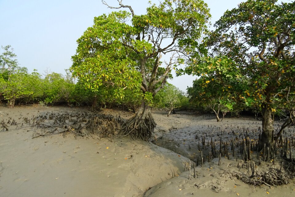 Swamp forest river