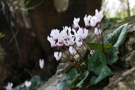 Pink petal blossom