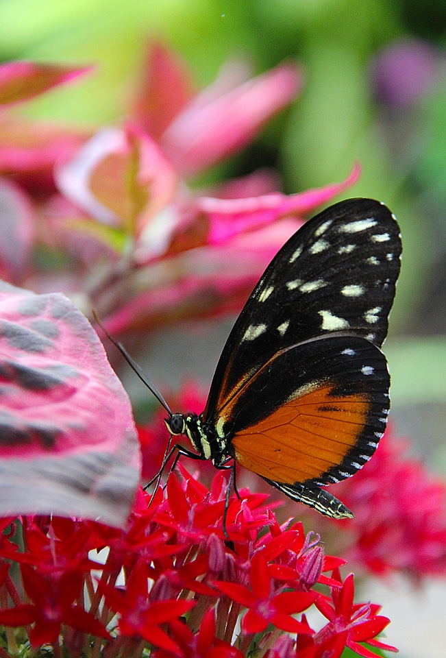 Insect wing wildlife