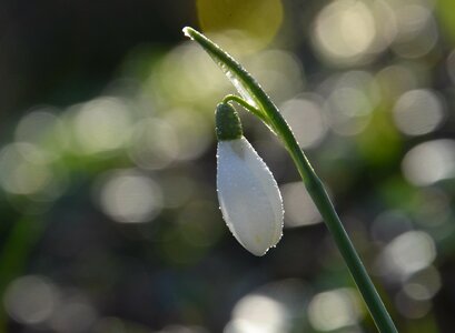 Forest snowdrop spring