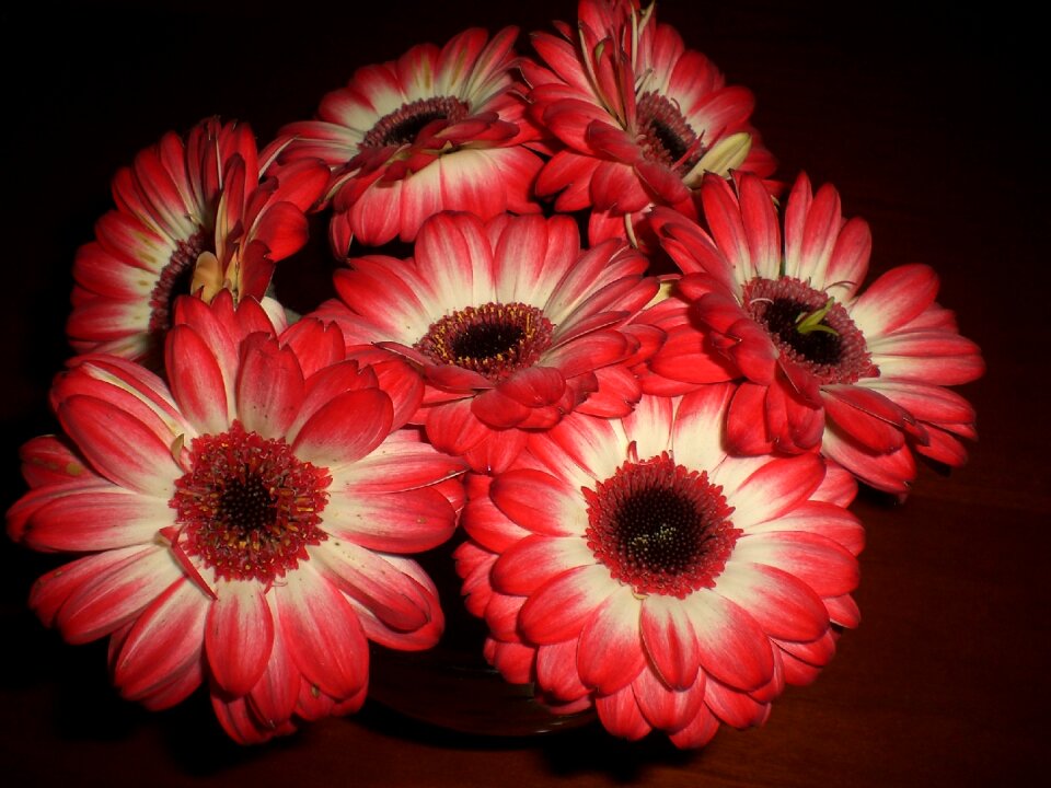 Close up flower plant