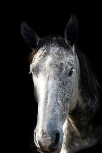 Horse animal horse head photo
