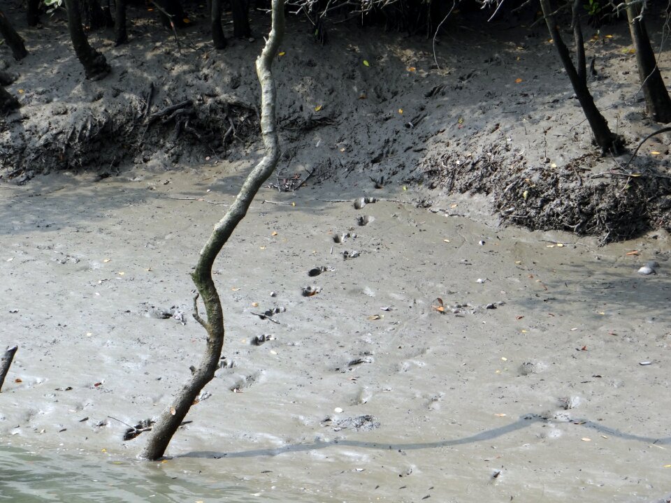 Bengal footprint sundarbans