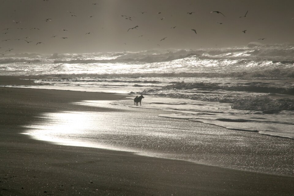 Husky freedom enjoy nature