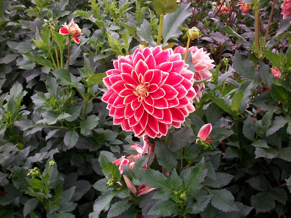 Garden plant red flower autumn