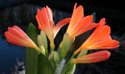 Amaryllis plant houseplant flowers photo