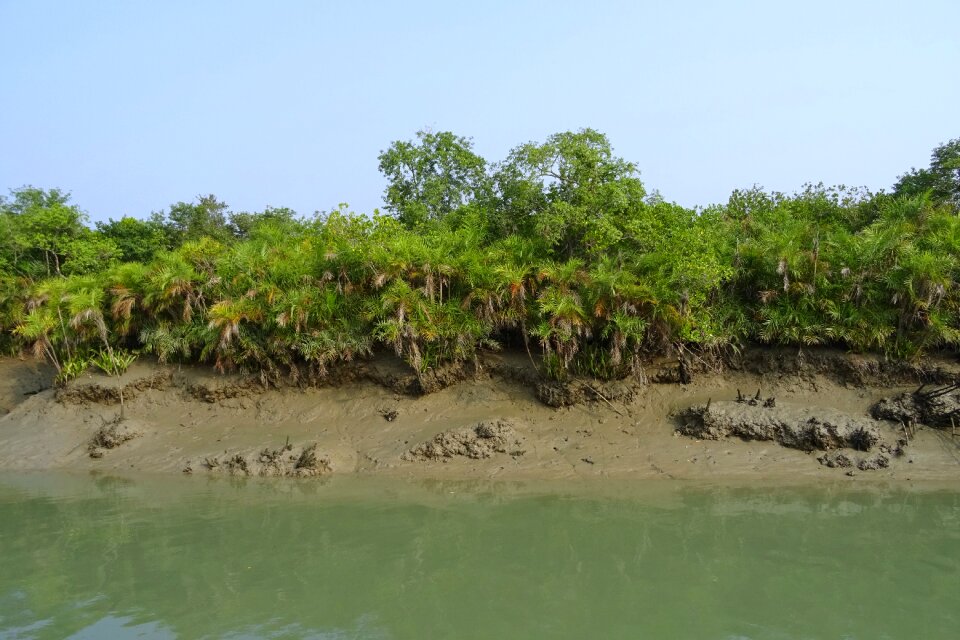 Forest river ramsar site
