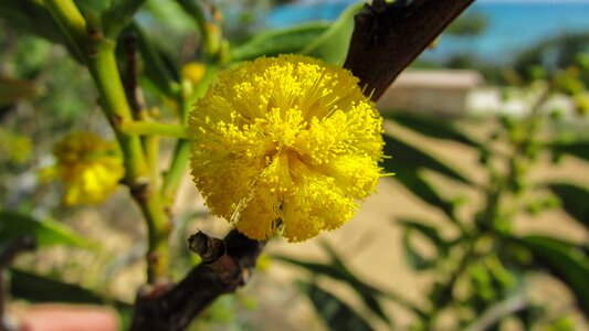 Flower yellow nature