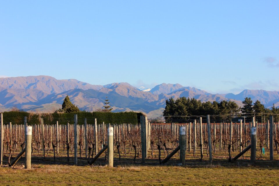 Landscape viticulture