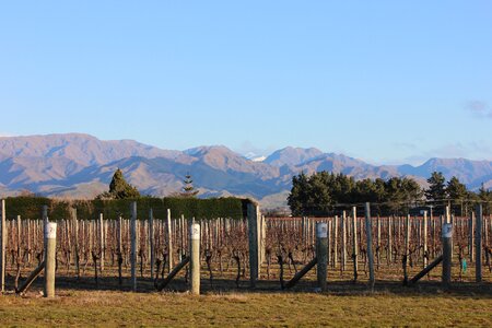 Landscape viticulture