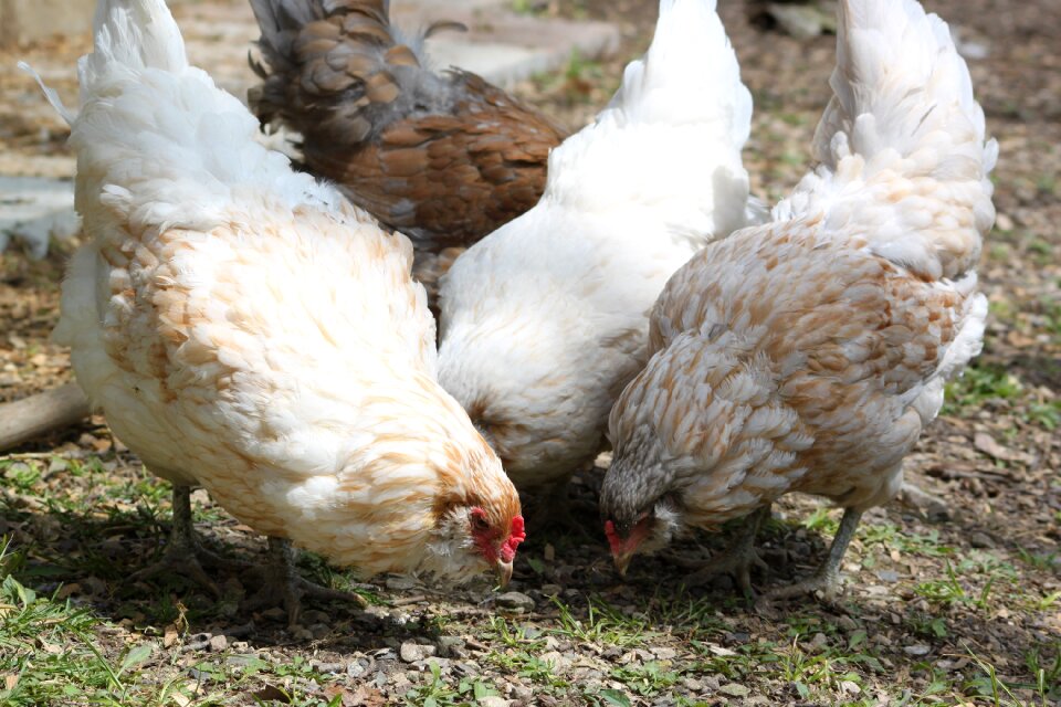 Animal bird group