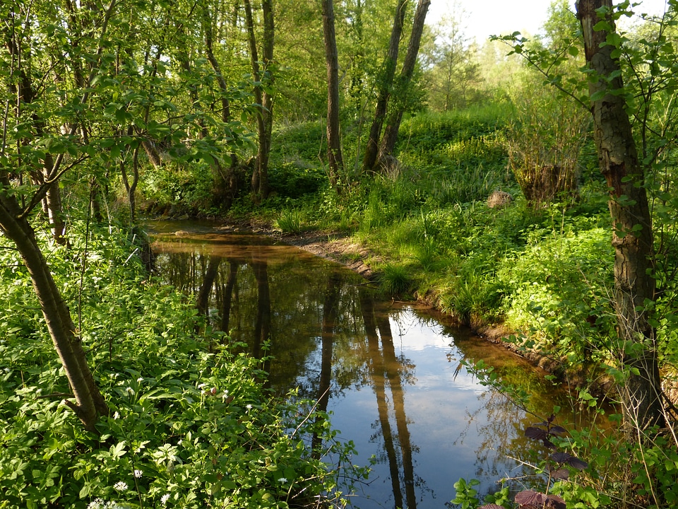 Landscape rest green