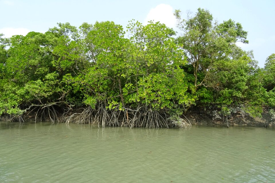 Stilt root rhizophora apiculata ramsar site